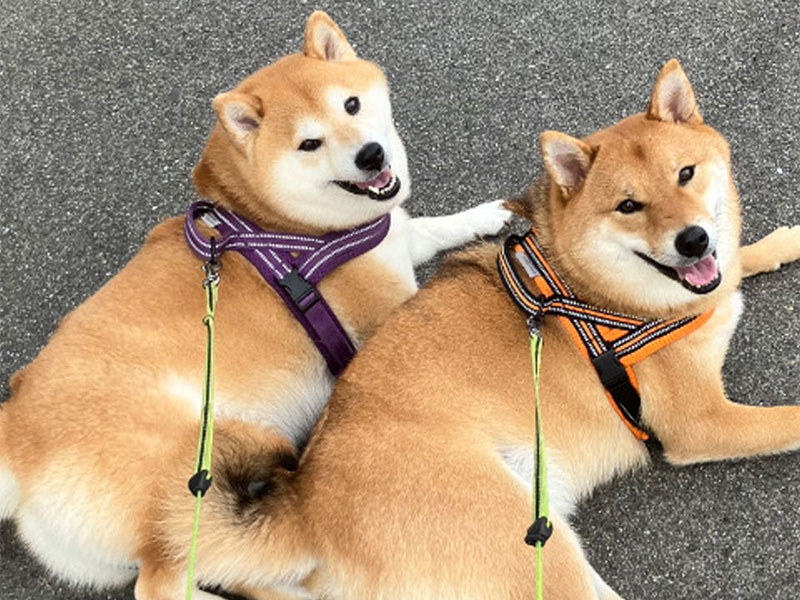 小多福堂についてのイメージ