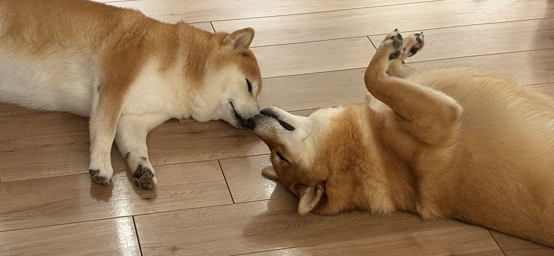 こたつとふくの写真