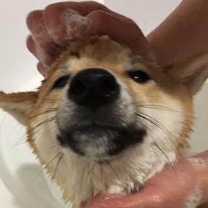 石けんの使い方