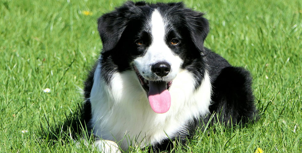 成犬との穏やかな暮らし