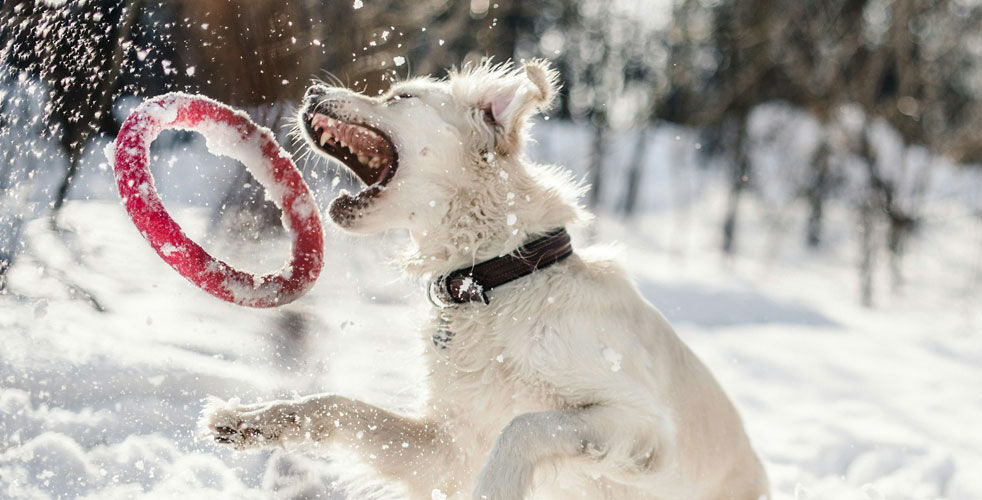 成犬のコンディション