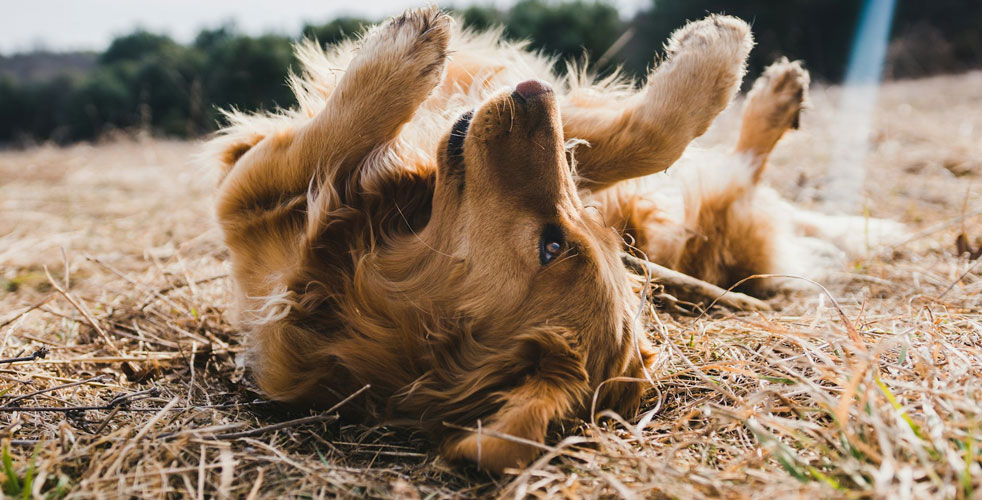 成犬の穏やかなケア