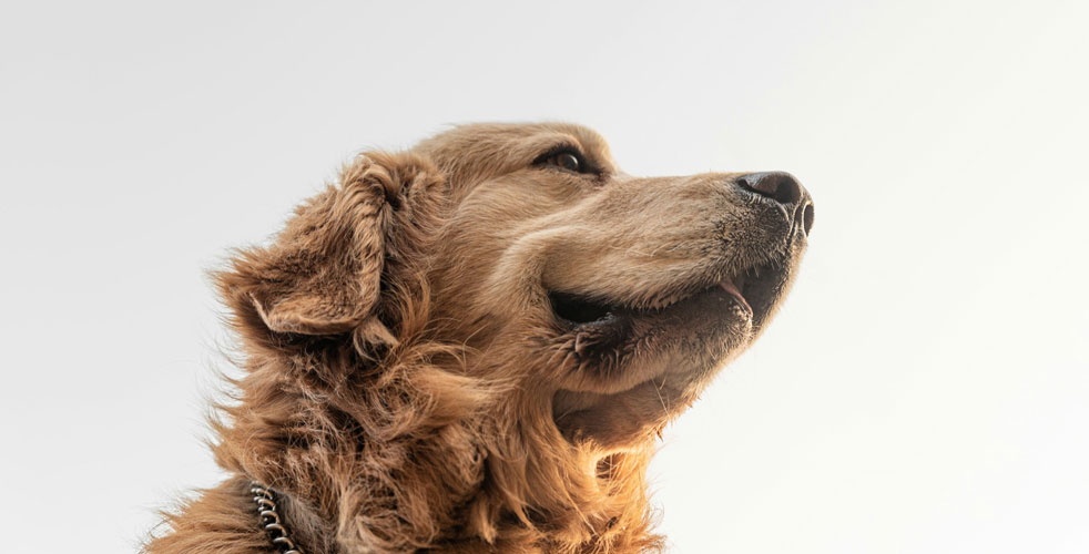 成犬の行動の変化