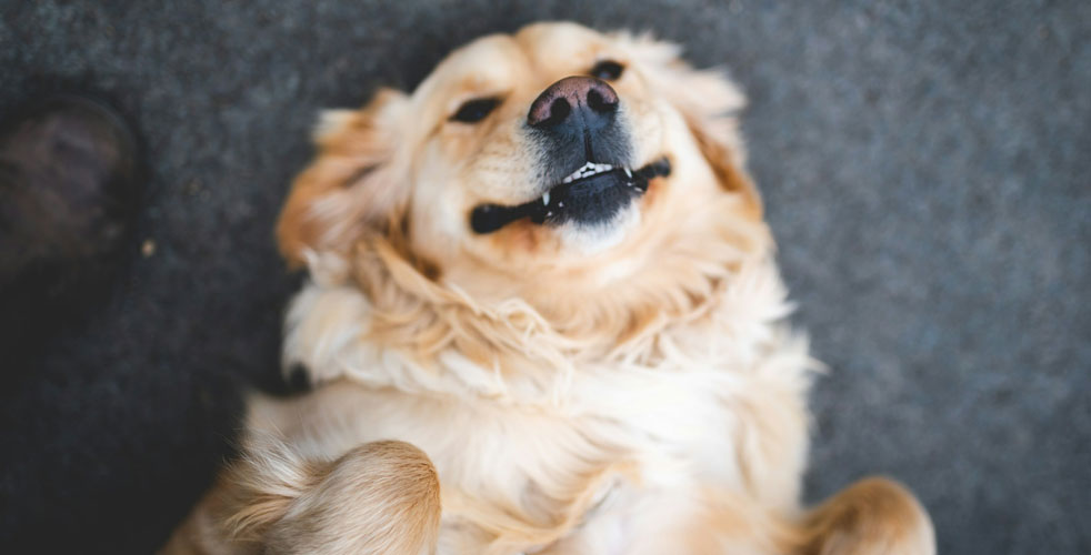 成犬の日々のケア