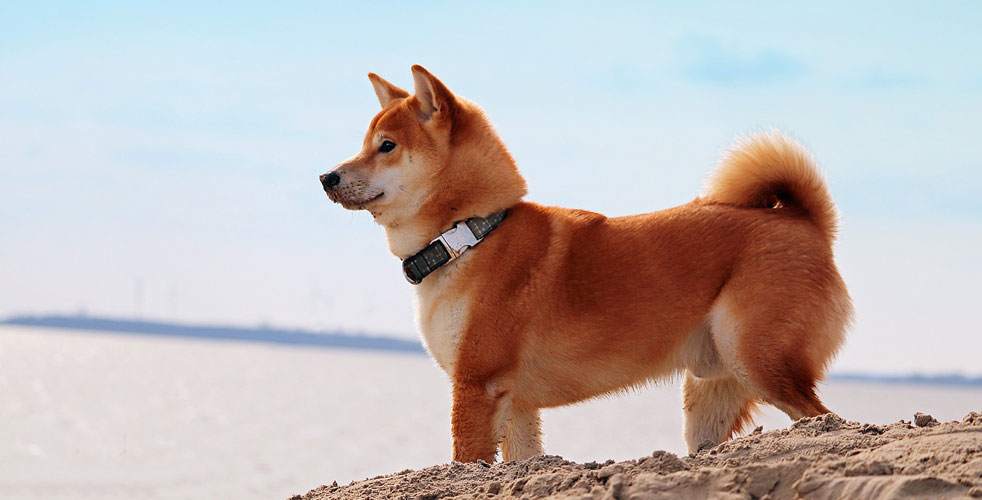 成犬の食事と体重管理