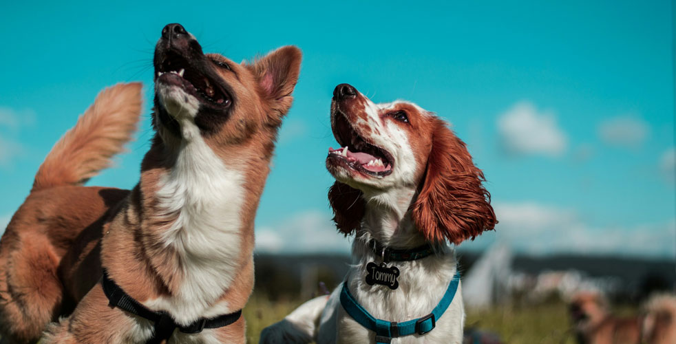 成犬の備えと頼れる場所