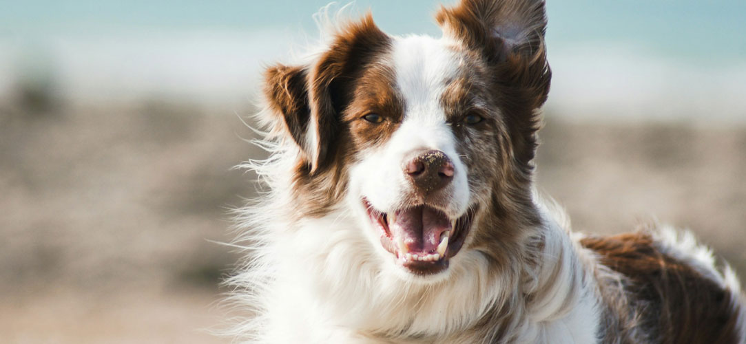 成犬との暮らし