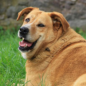 犬との暮らし方