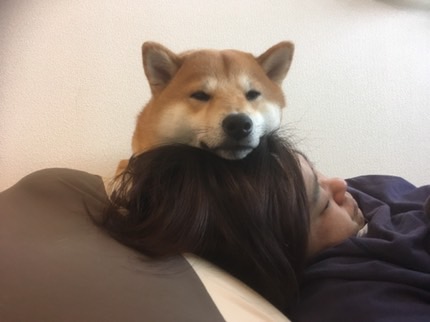 店主りょうこと柴犬こたつ