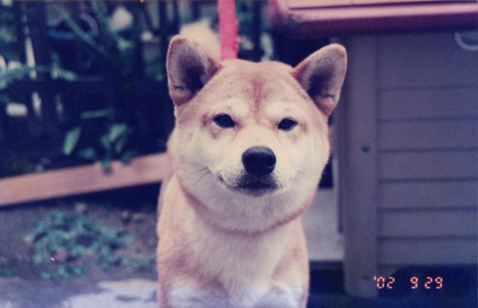 ポチ（2002年撮影）
