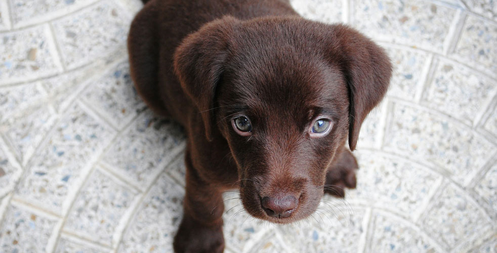 子犬との暮らし