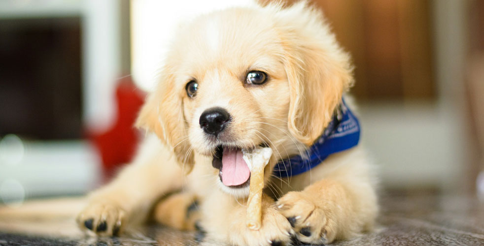 子犬との距離感