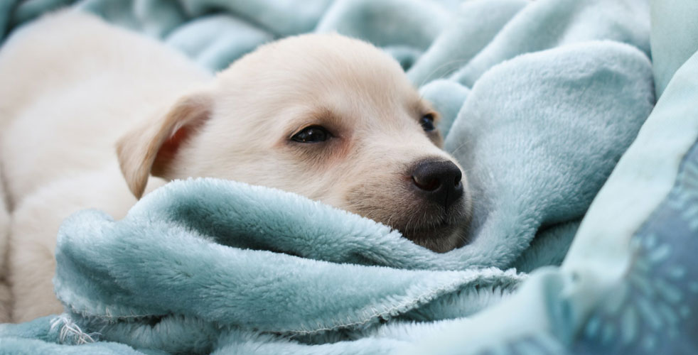子犬の食事と生活
