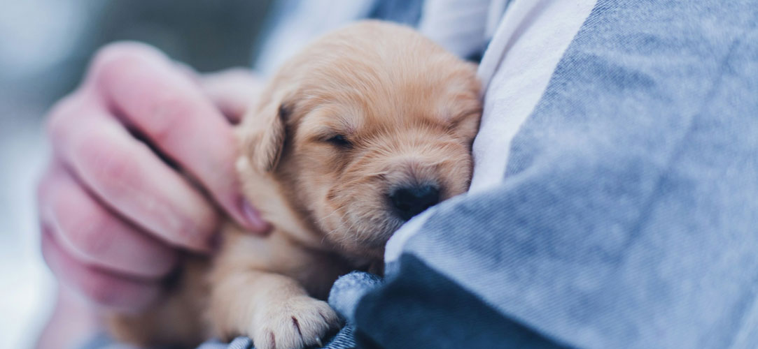 成犬との暮らし