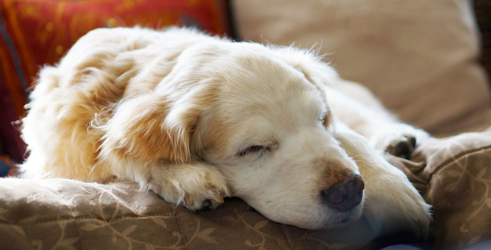 シニア犬との穏やかな時間