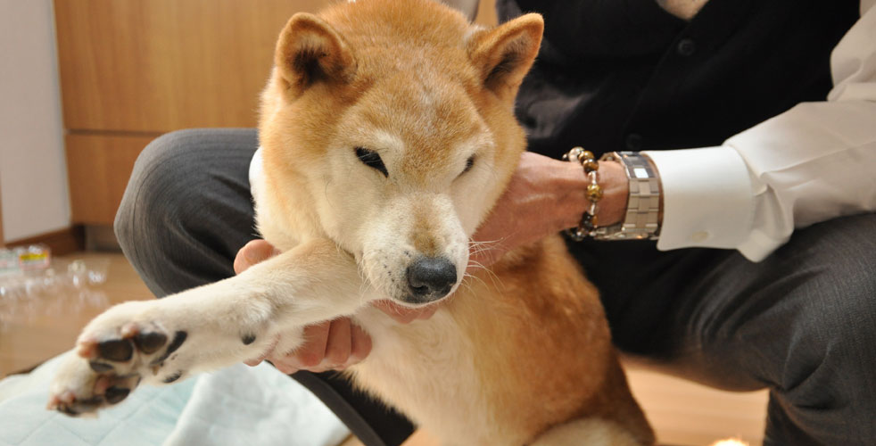 シニア犬の穏やかな変化