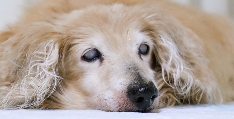 シニア犬に寄り添うケア