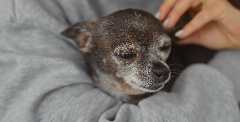 シニア犬の負担を抑えたケア