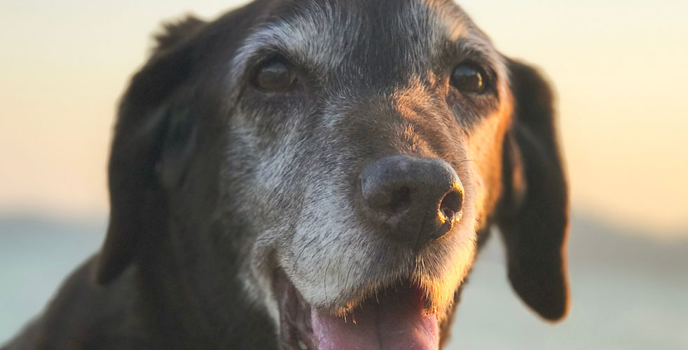 シニア犬のケアを支える道具