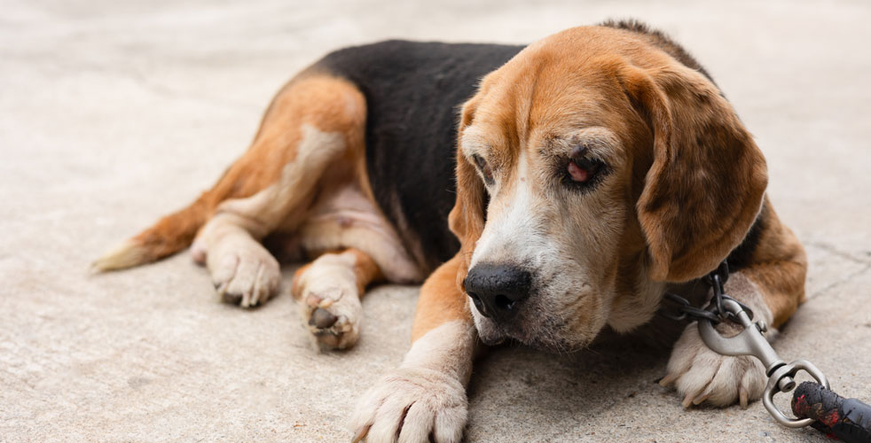 シニア犬の食事と体調管理