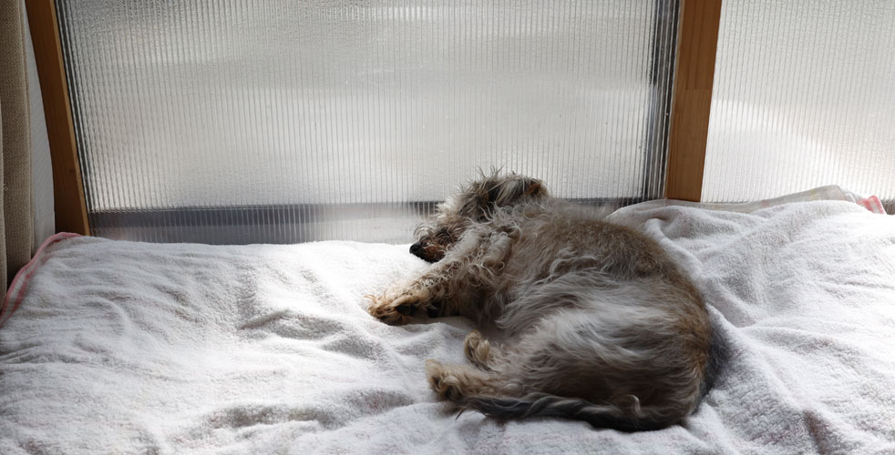 シニア犬を支える人の輪