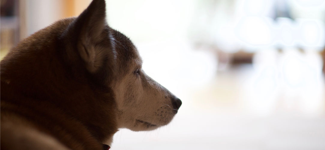 こたつとふくの写真