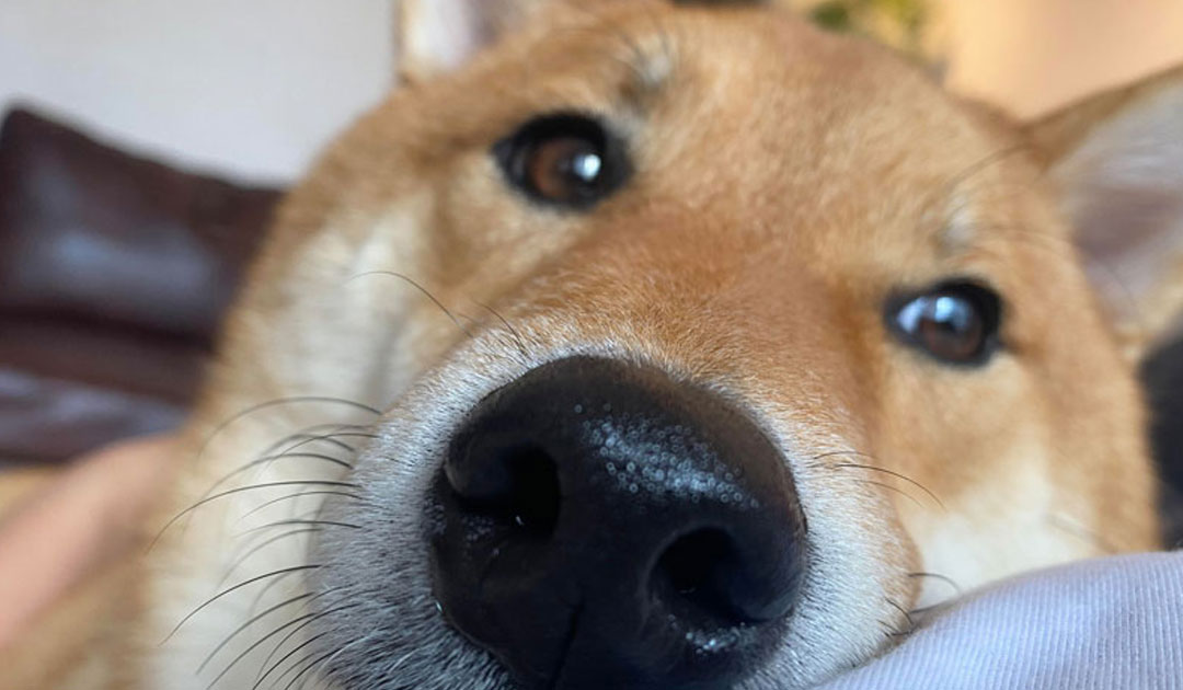 犬の皮膚トラブル、「おうちケア」と「病院に行くタイミング」