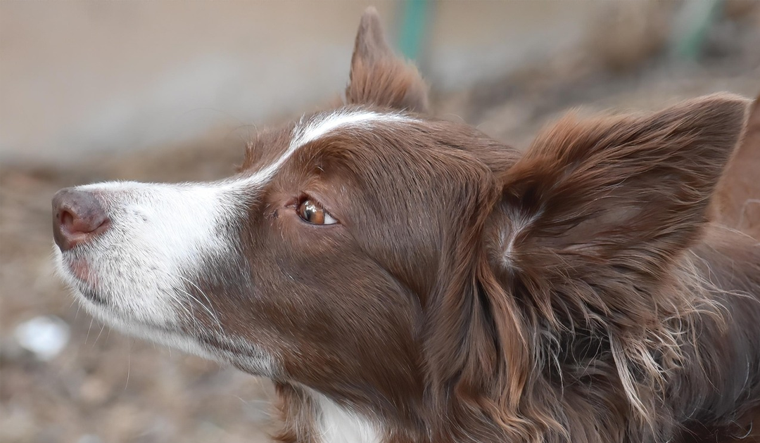 犬の皮膚と石鹸のこと～pHについて～