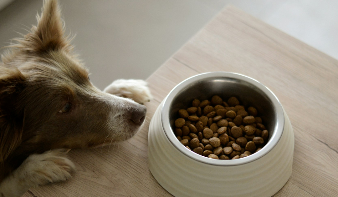 犬の唾液とムチンのはなし：なぜ食器のヌメリは落としにくいのか