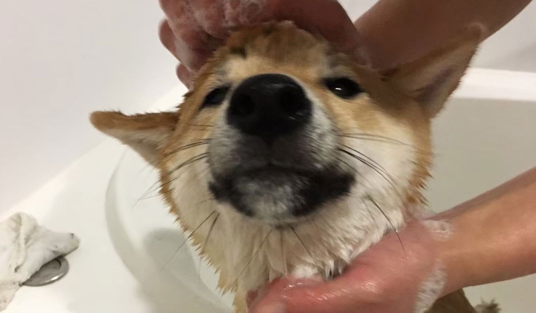 犬の皮膚と人の皮膚、なにが違う？