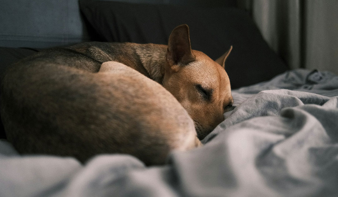 犬も冷える？シニア犬や短毛種を守る「冷え対策」の温活のコツ
