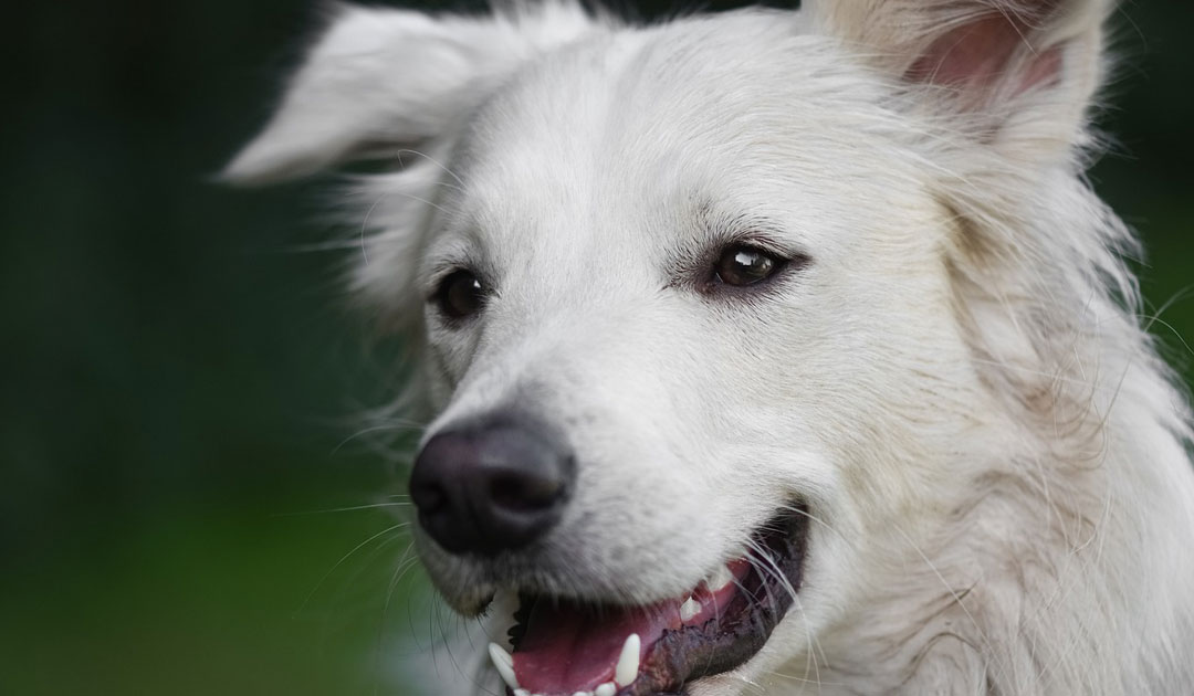 保護犬活動にかかるお金のはなし：物価高時代の費用内訳