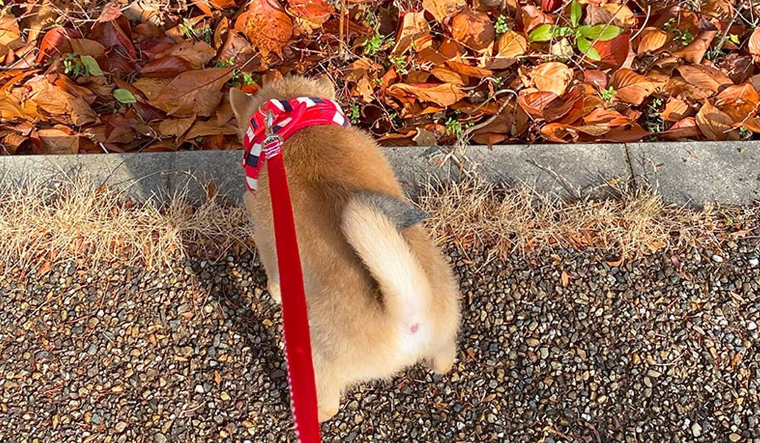 蟄虫坏戸（9/28〜10/2）の頃に考える、犬と人の養生