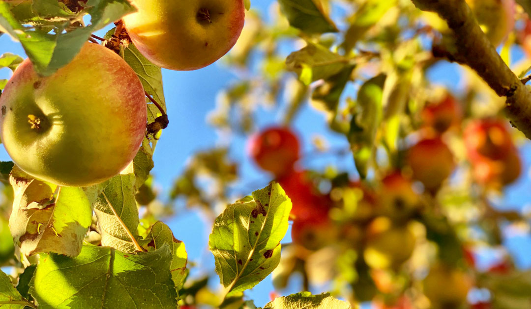 水始涸（10/3〜10/7） の頃に考える、犬と人の養生