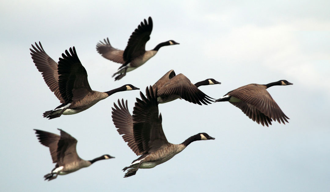 鴻雁来（10/8〜10/12ごろ）の頃に考える、犬と人の養生
