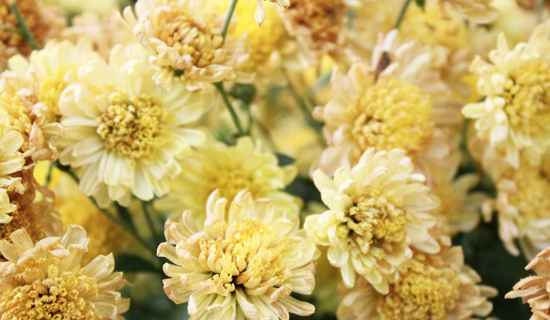 蟋蟀在戸の頃（10/18〜10/22ごろ）犬と人の養生