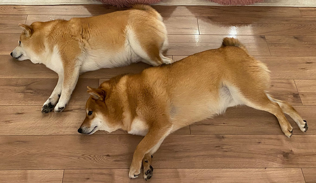 小多福堂と保護犬たちの物語