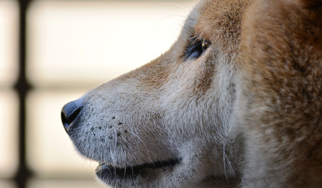 犬の目の病気とケア：緑内障の経験から学ぶ早期のサイン
