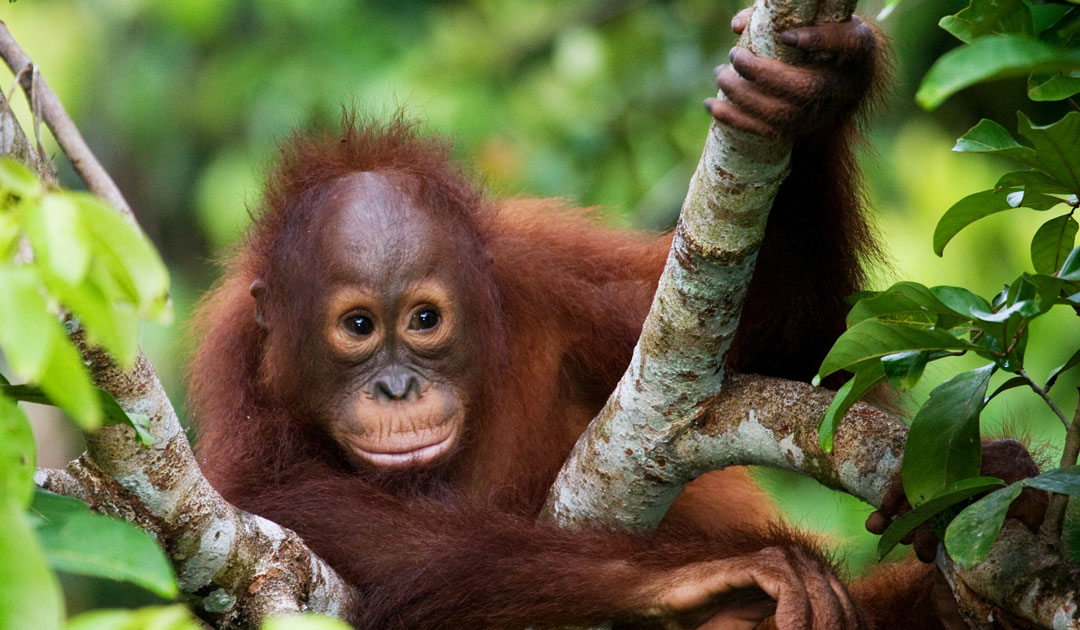 パームフリーの石けんづくり