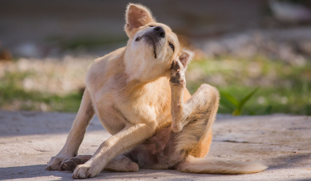 犬の皮膚は“守る力”がすごい─だからこそ奪いすぎないケアを