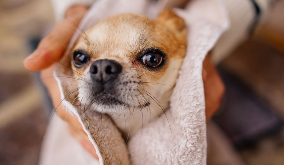 犬がシャンプーを苦手になる理由と、“拭き湯”というやさしい選択