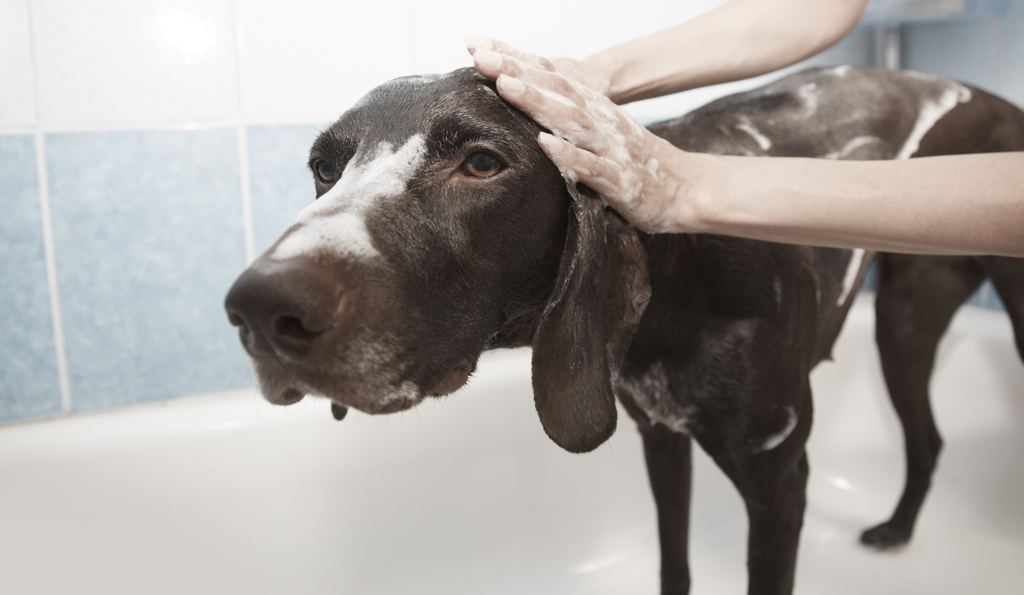 人用の石けんは、犬にも使えるか