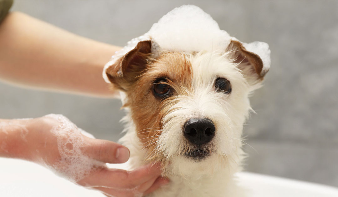 夏の終わりの養生：犬と人の皮膚を守る