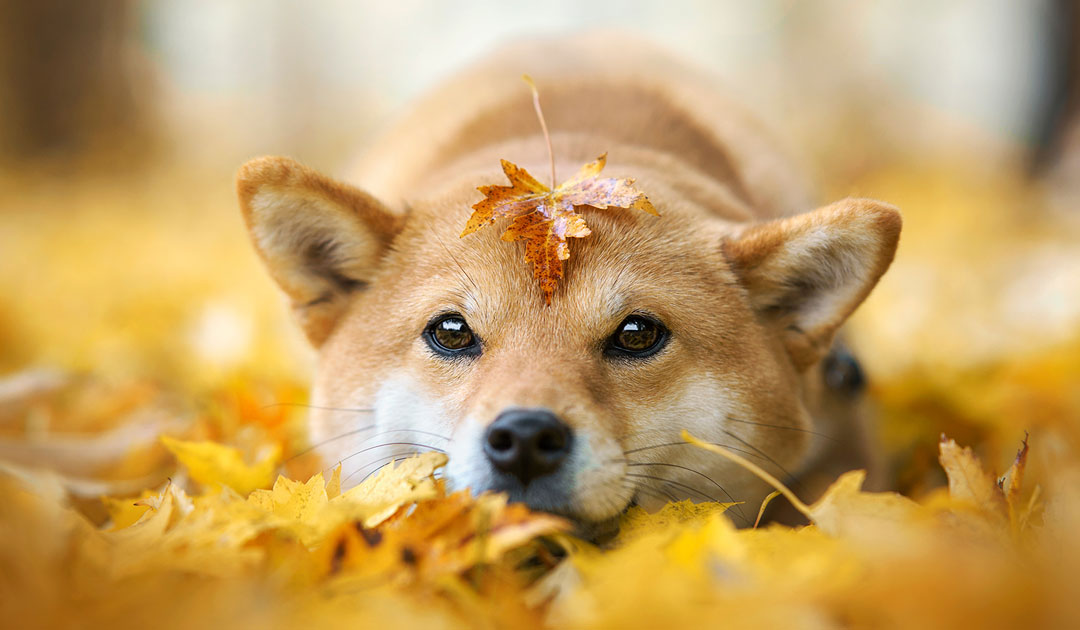 犬が快適に過ごせる温度と湿度の目安