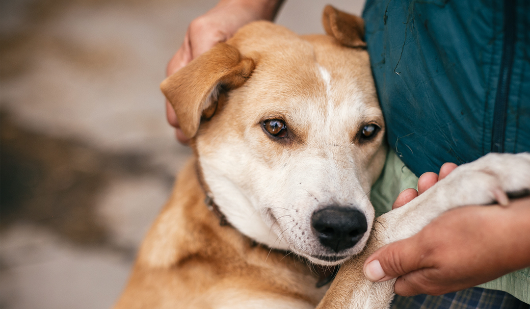 【犬と人の冷え対策・養生】霜始降（10/23〜）の季節、体を温める和漢と習慣