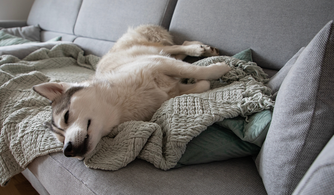 秋のパジャマ、なぜ臭い？洗濯頻度を調査！犬のにおいケアも紹介