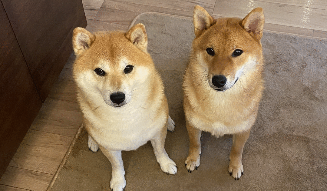 【柴犬のシャンプー】頻度や正しい洗い方・乾燥対策を徹底解説！デリケートな皮膚を守る自宅ケア