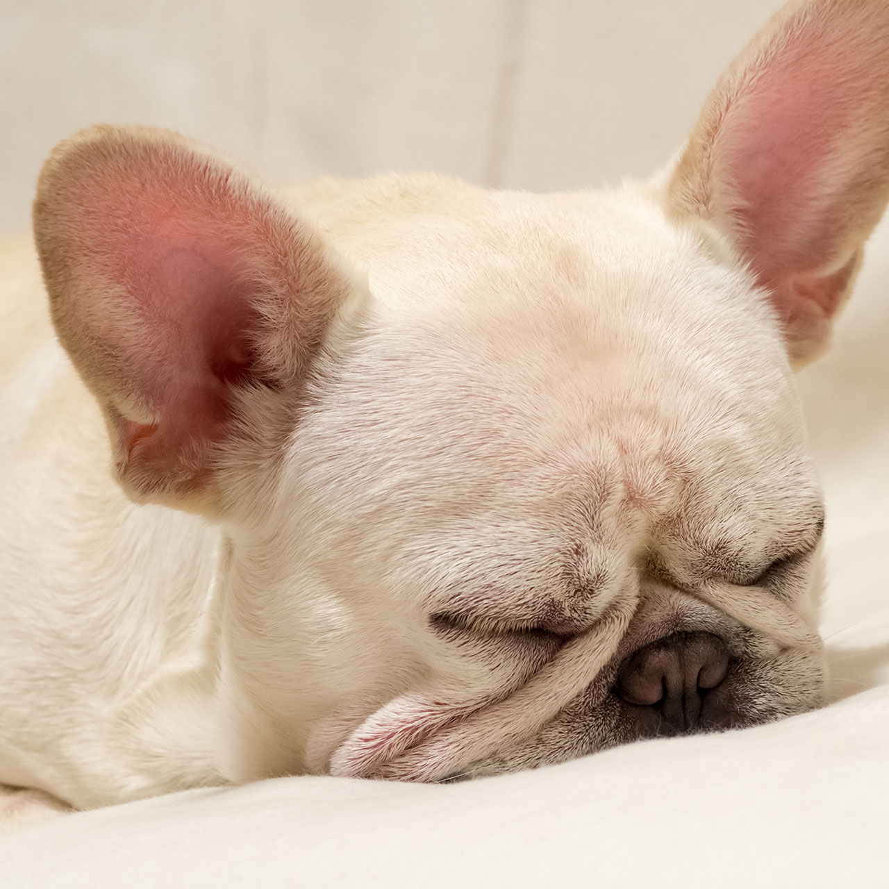 寝落ちするフレブルさん