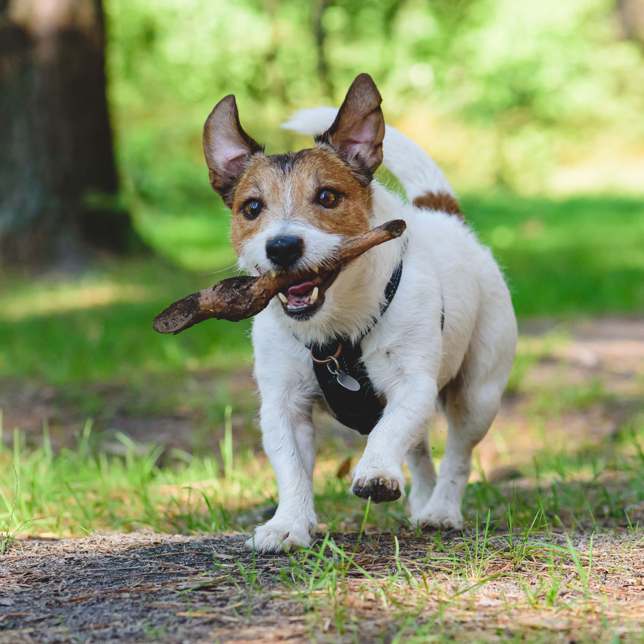 嬉しそうに走るジャックラッセルテリア