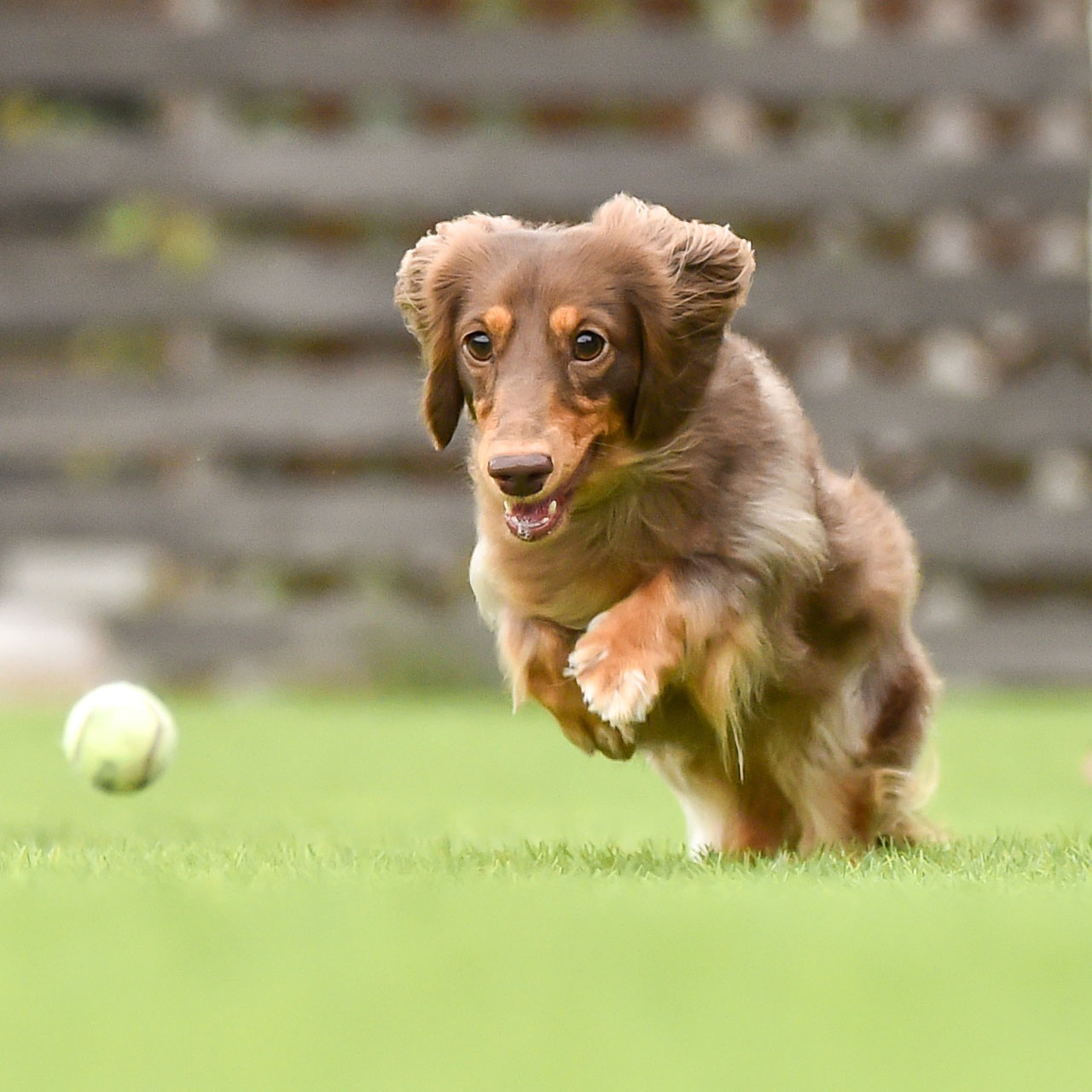 楽しそうなダックス